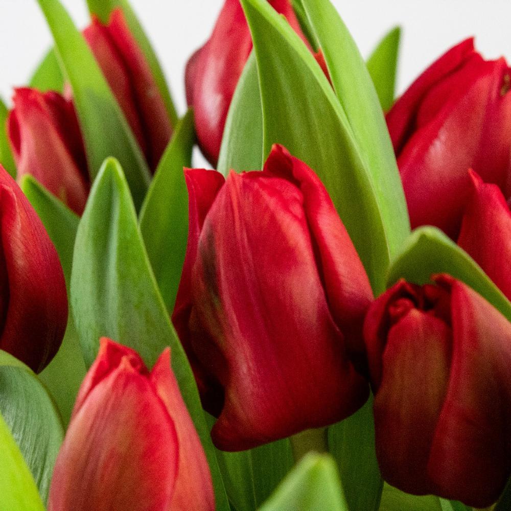 Fleurtjedag brievenbusbloemen rode tulpen
